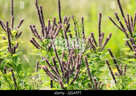 Arbusto fiorente, Viola, Spikes, luglio, Fiori, Leadplant, Estate, Blossoms, Desert Indigo, False Indigo Foto Stock