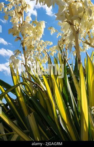 Spoonleaf Yucca 'Golden Sword', Adams Needle, Nord America, pianta nativa, fiore, Foglie variegate Foto Stock