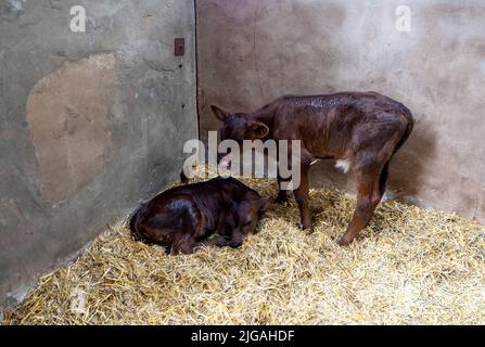 Coppia di giovani vitelli marroni nella loro stalla sulla fattoria Foto Stock