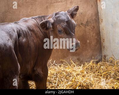Giovane vitello marrone nella sua stalla nella fattoria Foto Stock