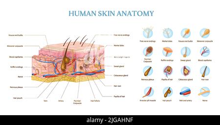 Infografica dell'anatomia della pelle umana con sezione trasversale dei livelli e didascalie di testo illustrazione vettoriale realistica Illustrazione Vettoriale
