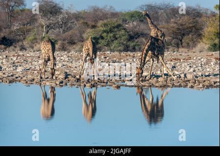 Un gruppo degli angolani giraffa - Giraffa giraffa angolensis- bere da un waterhole, mentre è riflessa nella superficie dell'acqua. Il Parco Nazionale di Etosha, Namibia. Foto Stock