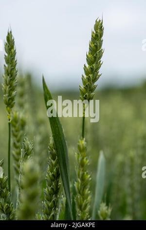 Campo verde con spighe di grano. Che crescono germogli di grano closeup. Problema Harwest nel mondo Foto Stock