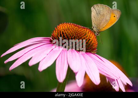 Farfalla sulla testa del fiore, Echinacea Foto Stock