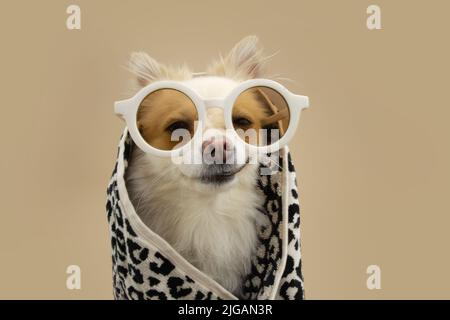 Divertente estate di cane pomeranian pronto per il bagno avvolto con un asciugamano e occhiali da sole. Isolato su sfondo beige Foto Stock