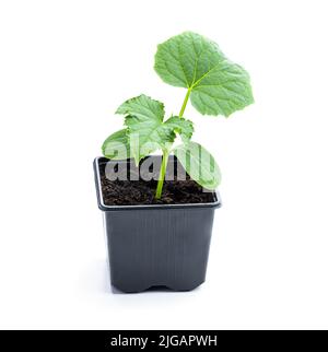 Baby cetriolo germoglio in vaso di plastica pronto per piantare isolato su sfondo bianco Foto Stock