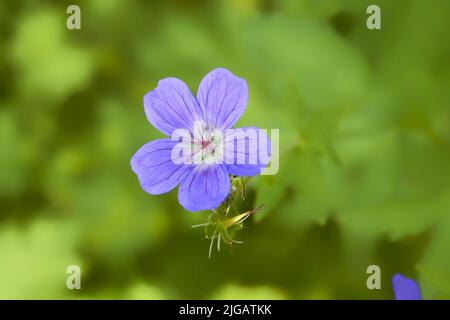 I gerani blu fioriscono sotto la luce del sole estivo. Foresta geranio Geranium sylvaticum fiore illuminato dai soli su uno sfondo scuro. Foto Stock