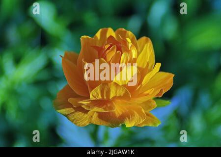 Fiori di arancio di Globeflower asiatico Trollius asiaticus su sfondo sfocato. Messa a fuoco selettiva. Foto Stock