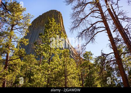 La Devils Tower, una caratteristica geologica che sporge dalla prateria delle Black Hills, è considerata sacra dagli Indiani delle pianure Settentrionali e una di queste Foto Stock