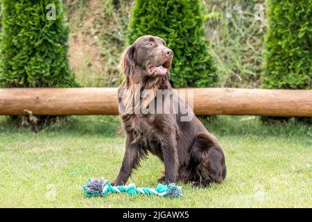 Bellissimi cani in un giorno d'estate. Marrone piatto rivestito Retriever cane maschio seduto su un prato. Vista dettagliata. Il cane da caccia sta riposando. Foto Stock