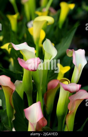 Colorate piante di Zantedeschia Rehmannii nel giardino sotto il sole Foto Stock