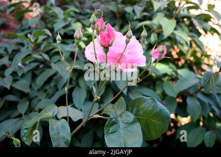 Kastrup/Copenhagen/Denmark/09July 2022/ Rose fiori e piante di rose nel giardino di decorazione locale a Copenhagen (Photo..Francis Dean/Dean Pictures) Foto Stock