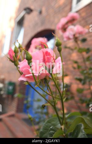Kastrup/Copenhagen/Denmark/09July 2022/ Rose fiori e piante di rose nel giardino di decorazione locale a Copenhagen (Photo..Francis Dean/Dean Pictures) Foto Stock