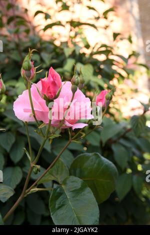 Kastrup/Copenhagen/Denmark/09July 2022/ Rose fiori e piante di rose nel giardino di decorazione locale a Copenhagen (Photo..Francis Dean/Dean Pictures) Foto Stock
