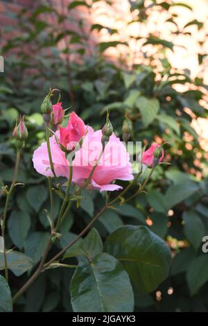 Kastrup/Copenhagen/Denmark/09July 2022/ Rose fiori e piante di rose nel giardino di decorazione locale a Copenhagen (Photo..Francis Dean/Dean Pictures) Foto Stock