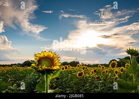 Un campo di girasoli (Helianthus annuus) con focalizzazione su un girasole in primo piano e un cielo romantico. Foto Stock