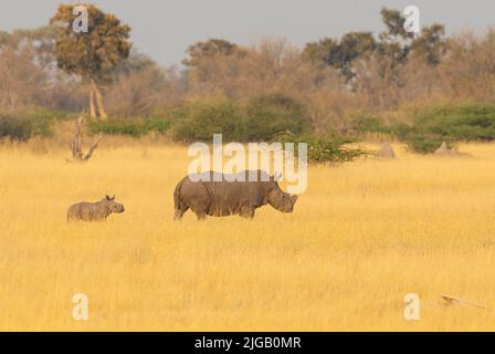 Rinoceronte bianco (Ceratotherium simum) e vitello in erba di savana d'oro Foto Stock
