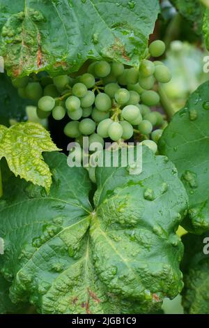 Blister in foglie d'uva. Acaro in blister di Grapevine (Eriophyles vitis). Foglie di uva infette. Malattia causata da acari blister. Primo piano Foto Stock