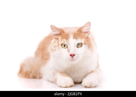 Ritratto di un grande gatto domestico con pelliccia bianca e beige e occhi gialli su sfondo bianco e guardando la fotocamera. Foto Stock