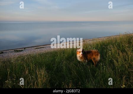 Regione di Novgorod, Russia Lago Ilmen. Giovane adolescente Australian Shepherd Puppy si erge in erba alta e ammira la natura vicino stagno. Passeggiata con marrone australiano Foto Stock