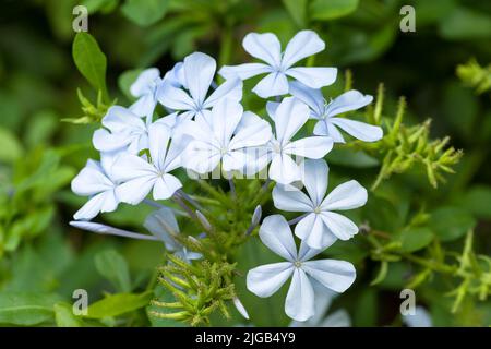 Plumbago Auricolata arbusto fiorito, fiori Foto Stock