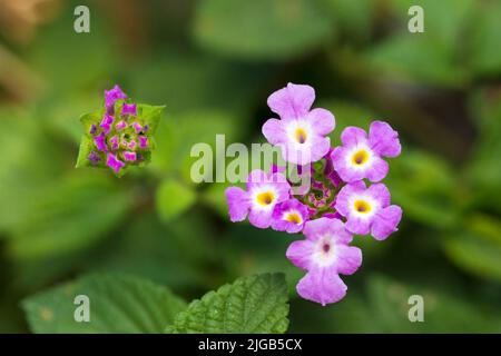 Fiore Lantana montevidensis, fiore posteriore viola lantana Foto Stock