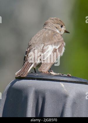 EUROPEAN PIED FLYCATCHER Ficidula Hypoleuca con una spia di cattura Foto Stock