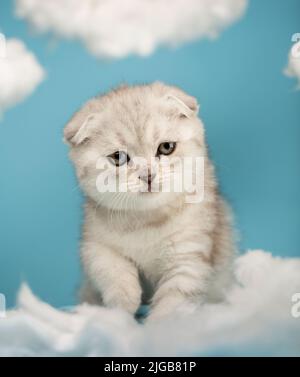 Primo piano di un gattino scozzese piuttosto cremoso con occhi gialli scuri che camminano sulla lana di cotone bianca direttamente alla macchina fotografica. Cielo sfondo con l'uomo Foto Stock