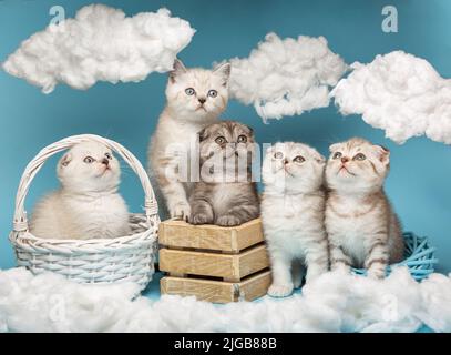 Gruppo di vari gattini scozzesi a capelli corti seduti in una scatola di legno e cesti di vimini e guardando con interesse su uno sfondo blu cielo. Cielo i Foto Stock