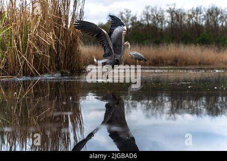 Una grande egretta pronta a volare sullo sfondo sfocato di un'altra egretta sulla superficie dell'acqua Foto Stock