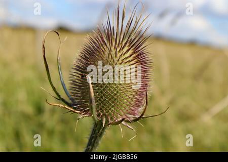 Un primo piano di una testa di seme di cucchiaino in un campo nel Somerset Foto Stock