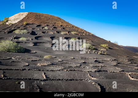 agricoltura del vino su suolo vulcanico nero a lanzarote Foto Stock