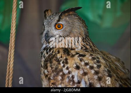 Il gufo comune, bubo bubo, si trova nella recinzione dello zoo e guarda a sinistra. Verticale. Primo piano. Foto Stock