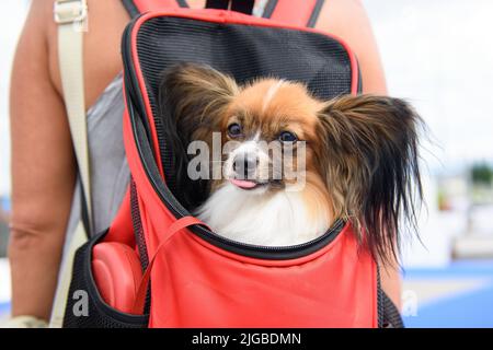 Un cane della razza Papillon si siede in uno zaino rosso dietro la padrona e guarda avanti, attaccando la sua lingua. Verticale. Primo piano. Foto Stock