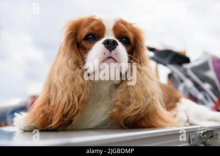 Un cane spaniello Cavalier King Charles si trova su una scatola di metallo in piedi sulla strada e guarda verso l'alto. Verticale. Primo piano. Foto Stock
