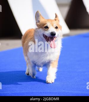 Un allegro cane corgi corre lungo il tappeto blu con la lingua che si stacca. Primo piano. Foto Stock