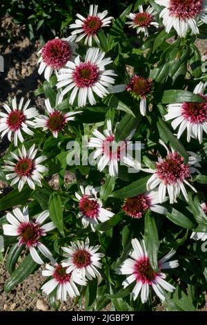 Fiori bianchi di Conflowers, Echinacea 'frutti di bosco e Crema' Flowerheads Foto Stock