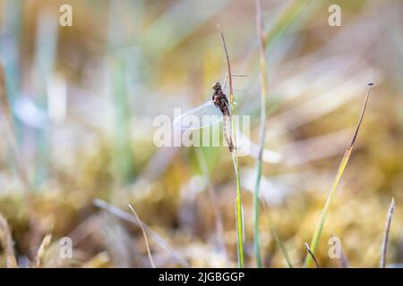 Una leptophlebia vespertina mayfly riposante in erba, colori naturali, basso punto di vista Foto Stock