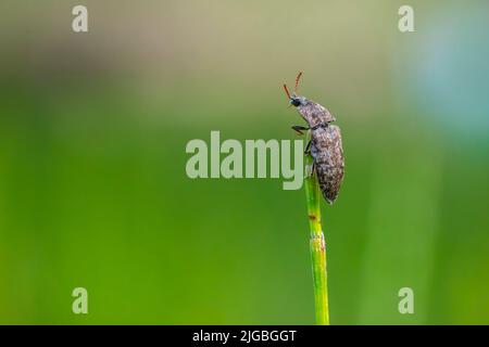 Primo piano di un murino di Agrypnus che strisciare in erba, una specie di scarabeo di scatto Foto Stock