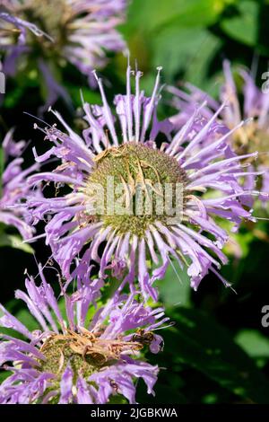 Monarda mentifolia, Fiore, Monarda, Bergamot, Beebalm, Blu, Ritratto, testa di fiore, pianta Foto Stock