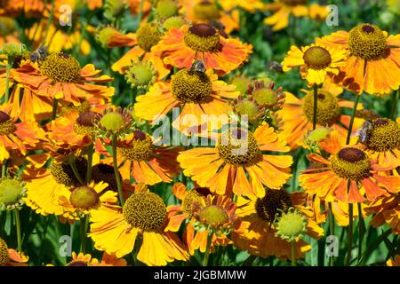 Fiori arancioni di Helenium 'Waltraut' Foto Stock