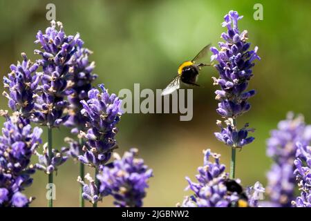 Bumblebee volare fiore lavanda Foto Stock