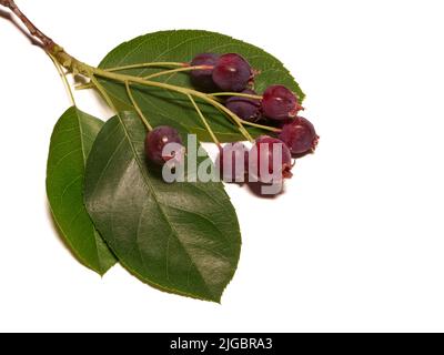 Il bianco isolato variamente chiamato bacche di Servizio, bacche di Saskatoon, bacche di Shad, dettaglio di bacche di giugno Foto Stock