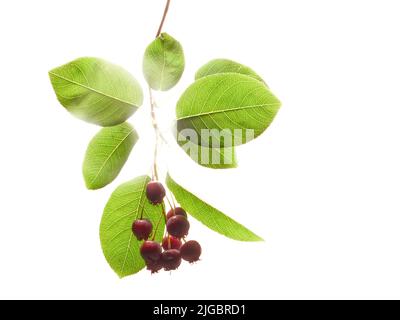 Il bianco isolato variamente chiamato bacche di Servizio, bacche di Saskatoon, bacche di Shad, dettaglio di bacche di giugno Foto Stock