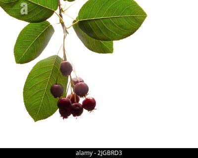 Il bianco isolato variamente chiamato bacche di Servizio, bacche di Saskatoon, bacche di Shad, dettaglio di bacche di giugno Foto Stock