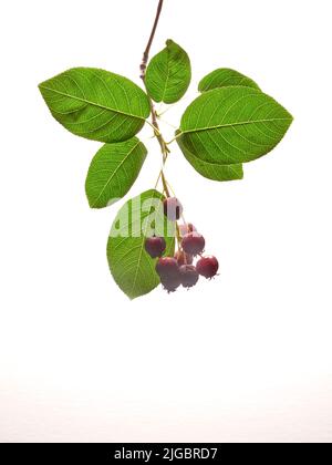 Il bianco isolato variamente chiamato bacche di Servizio, bacche di Saskatoon, bacche di Shad, dettaglio di bacche di giugno Foto Stock