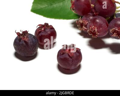 Il bianco isolato variamente chiamato bacche di Servizio, bacche di Saskatoon, bacche di Shad, dettaglio di bacche di giugno Foto Stock