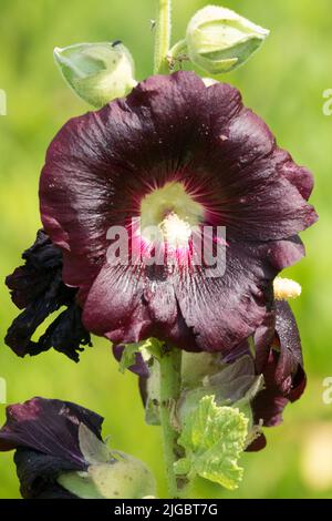 Alcea rosea 'Nigra' Flower Black Hollyhock Alcea rosea Bloom, Hollyhock Alcea Nigra Dark Blooming Summer Plant Close Up, Flowering Alcea rosea Closeup Foto Stock