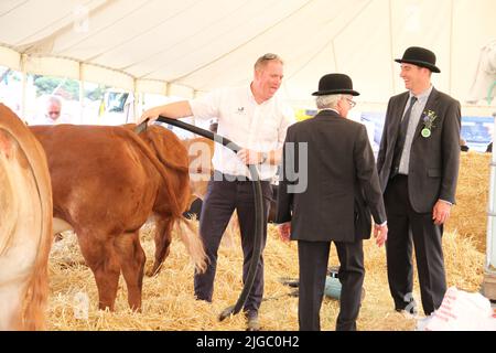 Lawford, Regno Unito. 09th Lug 2022. Il Tendring Hundred Show è la prima fiera agricola dell'Essex. Le preparazioni finali essendo fatte in modo da il bestiame osservano il loro la cosa migliore. Credit: Eastern views/Alamy Live News Foto Stock