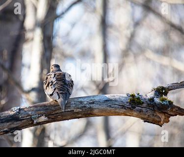 Colomba di lutto con piume leggermente ruffled appollaiato su un arto dell'albero della mela, rivolto lontano dallo spettatore. Foto Stock